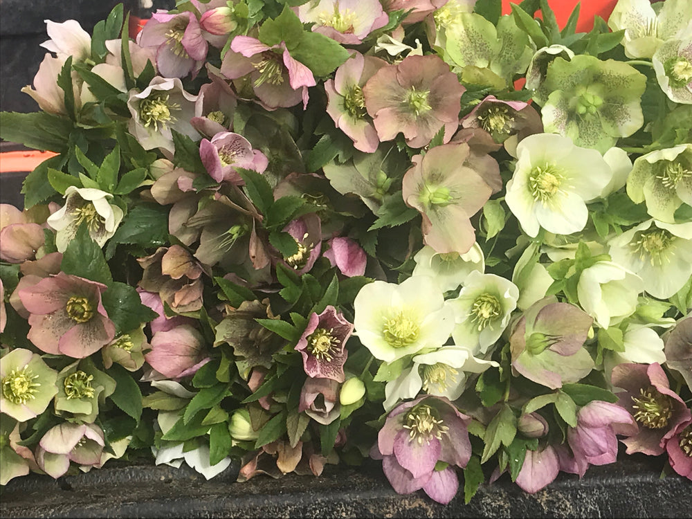 Hellebores Asst - Delivery on Wednesday, April 17th