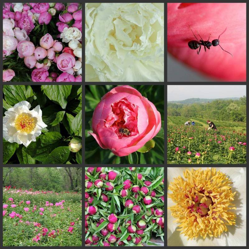 
                  
                    Yoga in the peony patch
                  
                